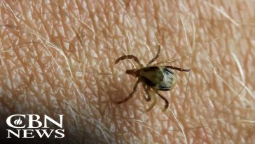 ER Visits for Tick Bites Surge - Are You at Risk?