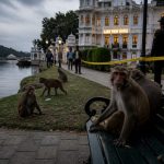 Invasive Monkeys Roam Mount Dora, Officials Warn Residents