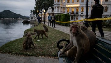Invasive Monkeys Roam Mount Dora, Officials Warn Residents