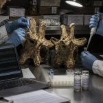 70‑Year Mammoth Mix‑Up Was Really Whale Bones