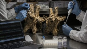 70‑Year Mammoth Mix‑Up Was Really Whale Bones