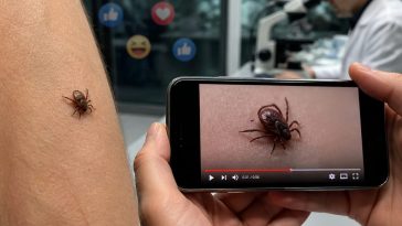 Viral YouTuber's Tick Stunt Fuels Gates Conspiracy, Experts Debunk