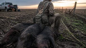 Viral Triple Hog Kill Shows Washington Failing Farmers