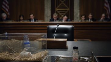 Fauci Dodges as NIH-Funded BLT Mice Used Aborted Fetal Tissue