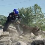9/11 K9 heroes' legacy HONORED